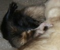 /album/photogallery/sausage-jpg/